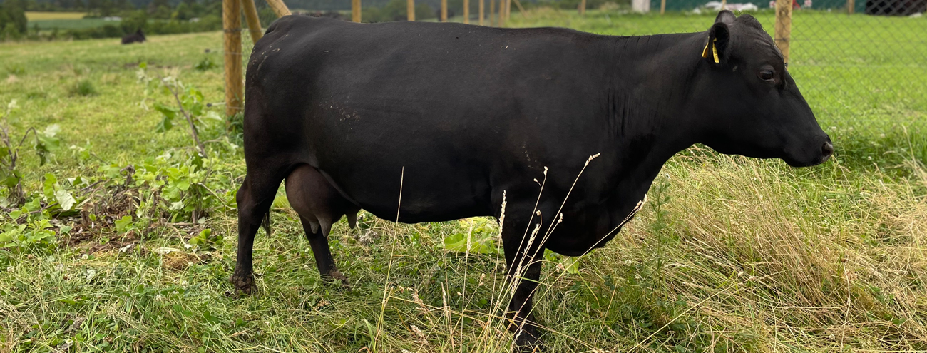 Angus Kuh Herdbuch zu verkaufen