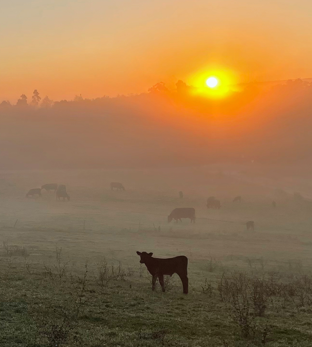 Angus Kalb im Sonnenaufgang auf der Weide